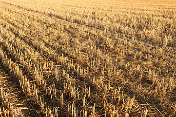 Image showing Harvested field