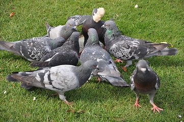 Image showing Pigeons