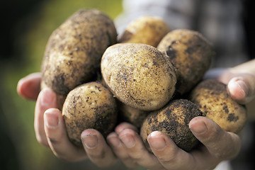 Image showing Potato Harvest