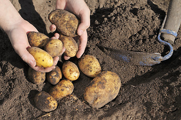 Image showing Potato Harvest