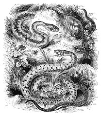 Image showing Snakes