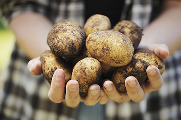 Image showing Potato Harvest