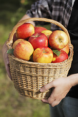 Image showing Apple Harvest