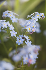 Image showing Forget-me-not