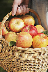 Image showing Apple Harvest