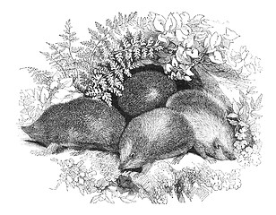 Image showing Hedgehogs