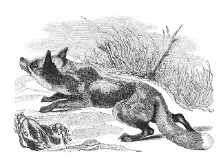 Image showing Fox