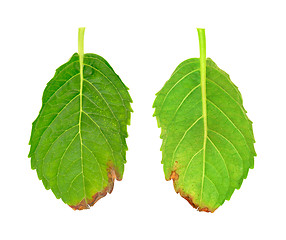 Image showing Diseased leaf of  Hydrangea serrata Blue Bird – fungal attacked