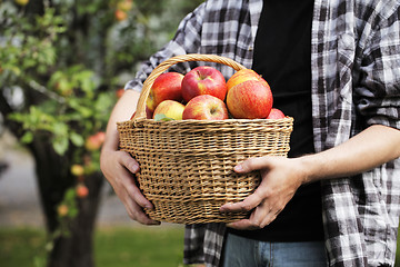 Image showing Apple Harvest