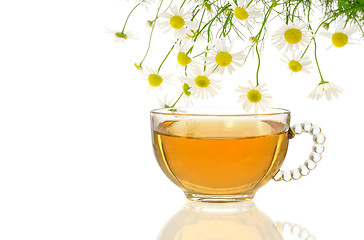Image showing Cup of chamomile tea with fresh chamomilla flowers over white background