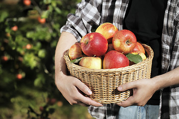 Image showing Apple Harvest