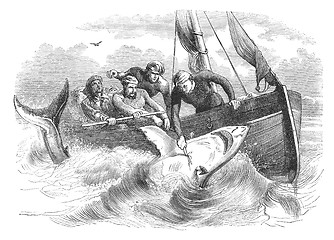 Image showing Killing Sharks