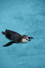 Image showing Magellanic Penguin