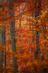 Image showing Autumn Forest