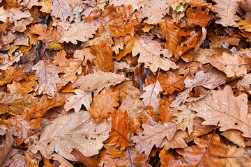 Image showing autumn