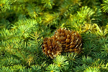 Image showing Pine tree