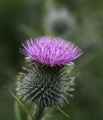 Image showing Thistle