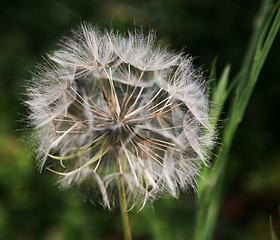 Image showing Dandelion