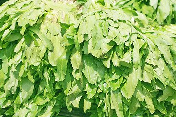 Image showing Sawtooth Coriander - Eryngium foetidum background