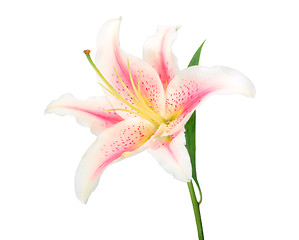 Image showing One white-pink lily with green leaf