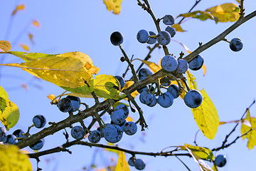 Image showing Ripe blackthorn fruits