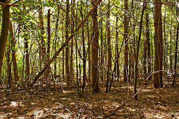 Image showing Wild pine forest