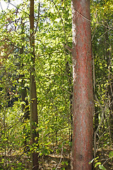 Image showing The trunk of pine