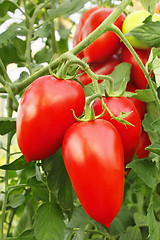 Image showing Red tomatoes in greenhouse