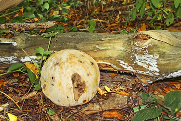 Image showing Giant Puffball fungus