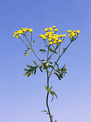Image showing Tansy flowers