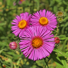 Image showing Three asters
