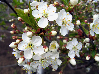 Image showing branch of a blossoming tree