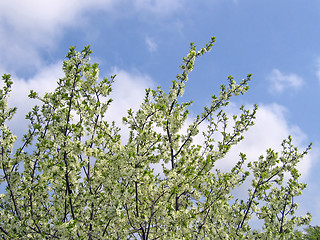 Image showing blossoming tree