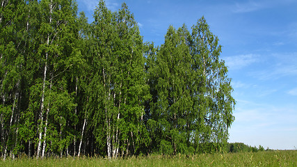 Image showing edge of birch forest