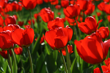 Image showing beautiful red tulips