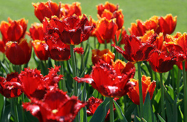 Image showing beautiful red tulips 