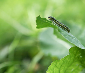 Image showing Caterpillar