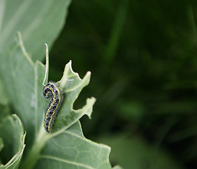Image showing Caterpillar