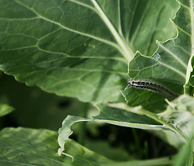 Image showing Caterpillar