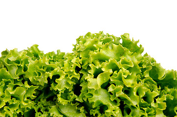 Image showing Lettuce salad leaves