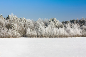 Image showing Winter wood