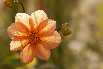 Image showing Dahlia