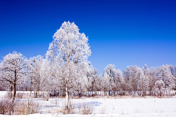 Image showing Trees covered with snow