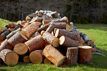 Image showing pile of wooden logs