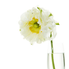 Image showing white flower in a vase