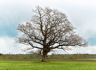 Image showing old lonely tree