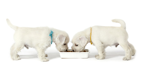 Image showing two white puppies