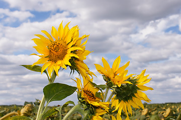 Image showing Sunflowers in the field