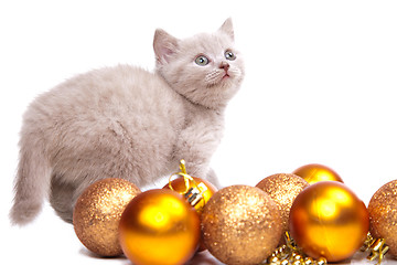 Image showing British kitten  playing with New Year decoration