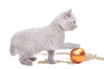 Image showing British kitten  playing with New Year decoration